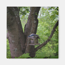 Íman Procurando uma mordida para comer