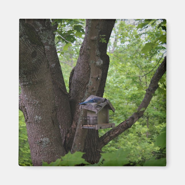 Íman Procurando uma mordida para comer (Frente)