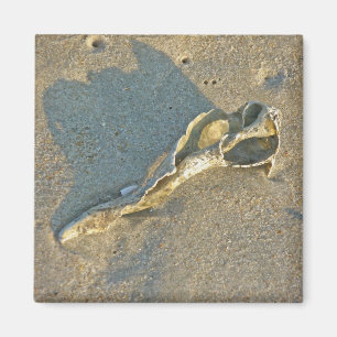 Íman Produtos De Cabo De Cod De Shell Lavados Por Ondas