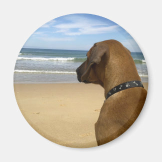 Íman Produtos Ridgeback da Rodésia