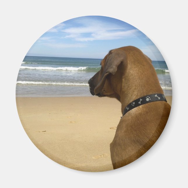 Íman Produtos Ridgeback da Rodésia (Frente)