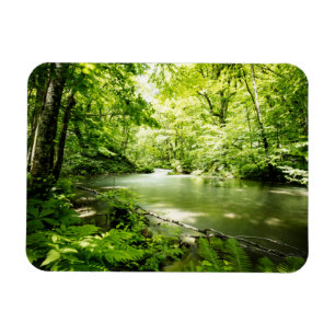 Íman Profundamente na floresta
