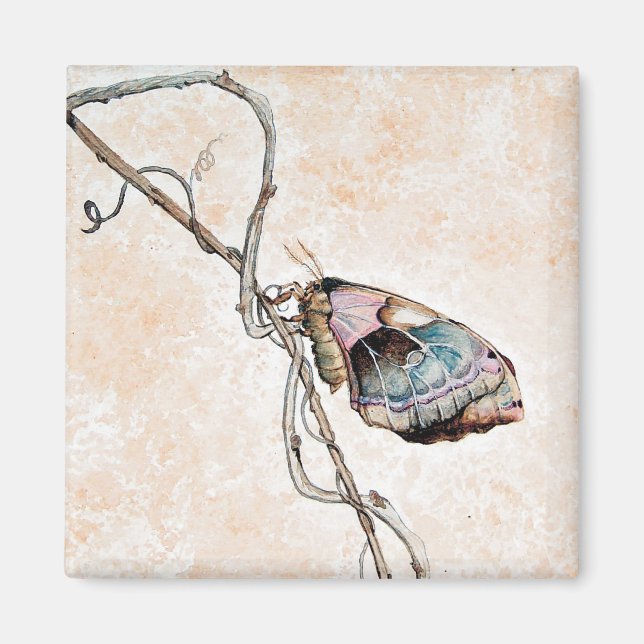Íman Promethea Moth (Frente)
