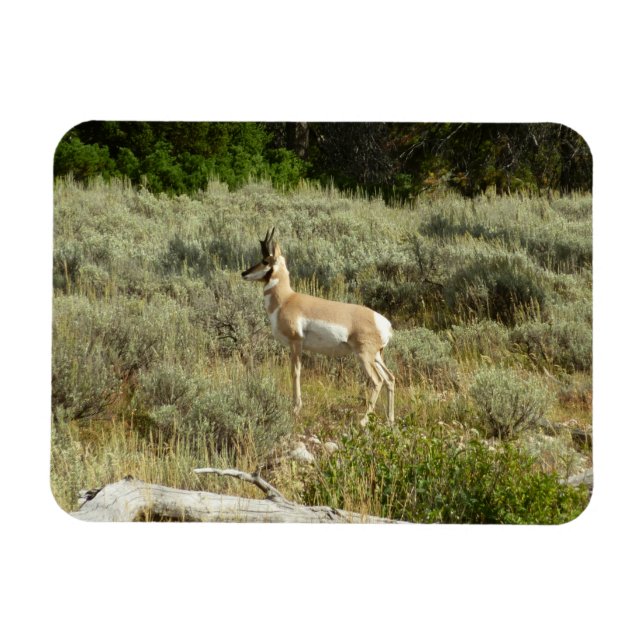 Íman Pronghorn no Grand Teton National Park (Horizontal)
