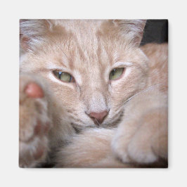 Íman Proporções Legendárias