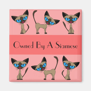 Íman Propriedade De Um Magneta Siamês