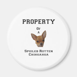 Íman Propriedade de uma chihuahua podre estragada