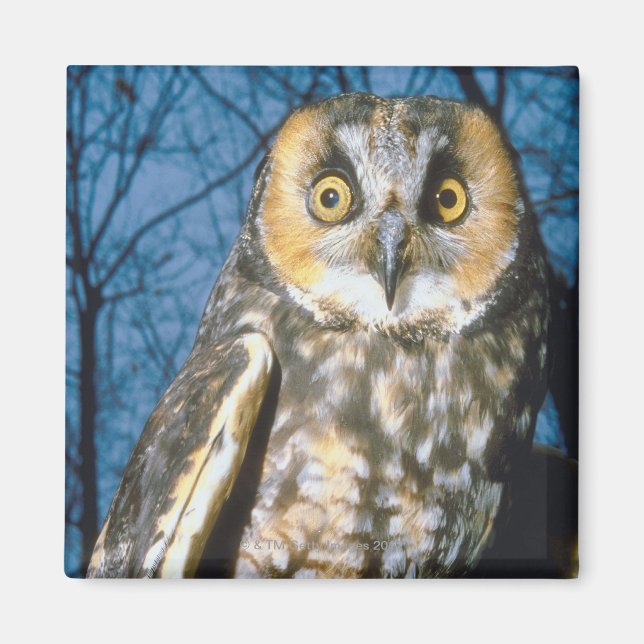 Íman Próprio Espetado (Frente)