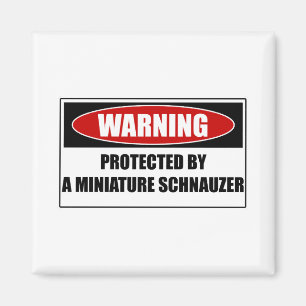 Íman Protegido por um Schnauzer diminuto
