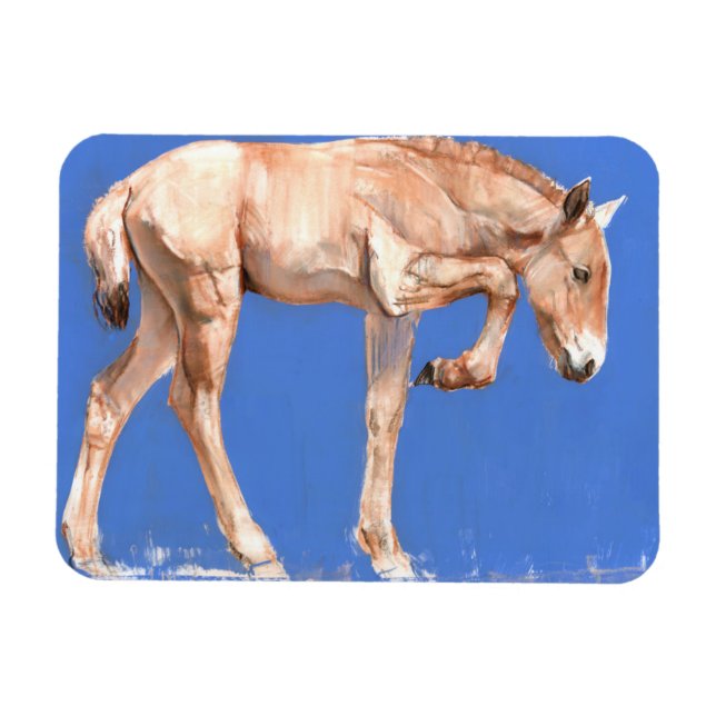Íman Przewalski Foal 2012 (Horizontal)