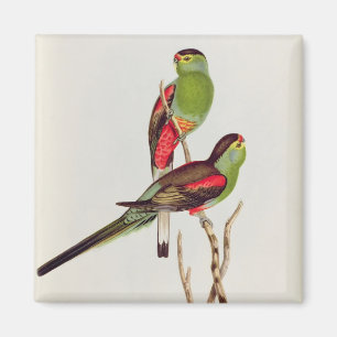 Íman Psephotus Pulcherrimus