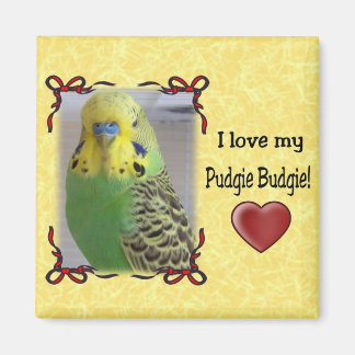 Íman Pudgie Budget 3