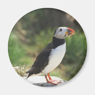 Íman Puffin
