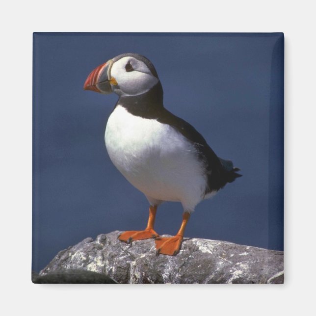 Íman Puffin (Frente)