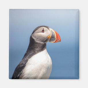 Íman Puffin Atlântico em Machias, Maine