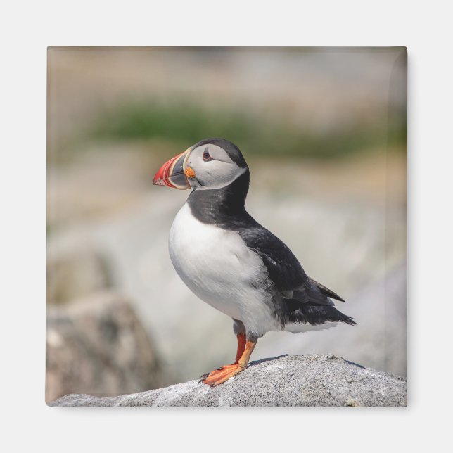 Íman Puffin Atlântico em Machias, Maine (Frente)