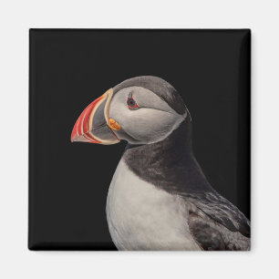 Íman Puffin Atlântico em Machias, Maine