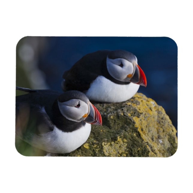 Íman Puffin Atlântico (Fratercula arctica) 7 (Horizontal)