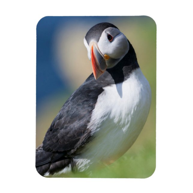 Íman Puffin Atlântico (Fratercula Arctica) No Cliff 2 (Vertical)