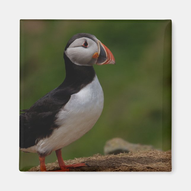 Íman Puffin de Alerta (Frente)