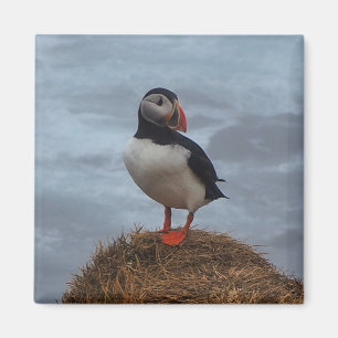 Íman Puffin na Imã de geladeira
