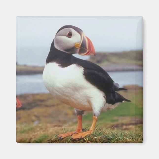 Íman Puffin Perered (Frente)