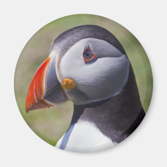 Íman Puffin Retrato Magnet (Frente)