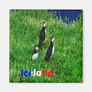 Íman Puffins