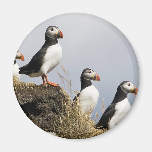 Íman Puffins (Frente)