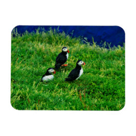 Íman Puffins