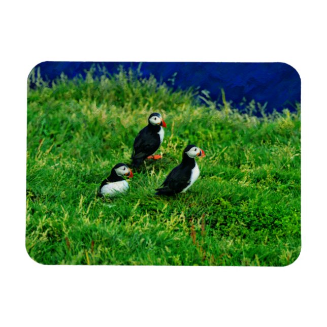Íman Puffins (Horizontal)