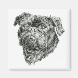 Íman Pug