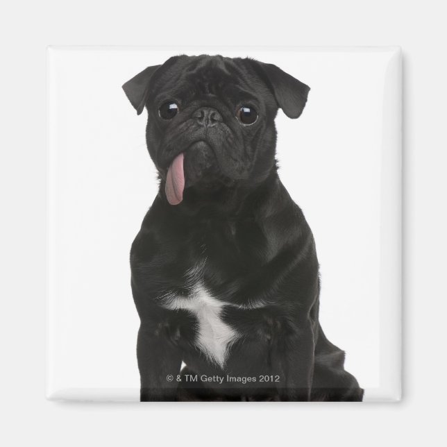 Íman Pug (1 ano) sentado com a língua pendurada (Frente)