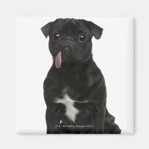 Íman Pug (bebê de um ano) que senta-se com sua