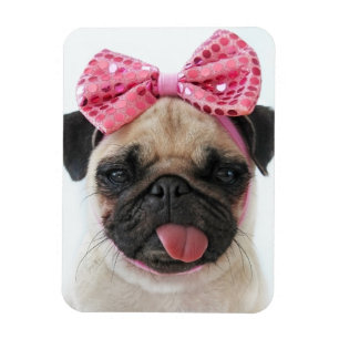 Íman Pug com Arco rosa
