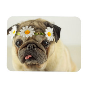 Íman Pug com Daisy Crown
