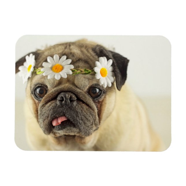 Íman Pug com Daisy Crown (Horizontal)