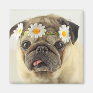 Íman Pug com Daisy Crown