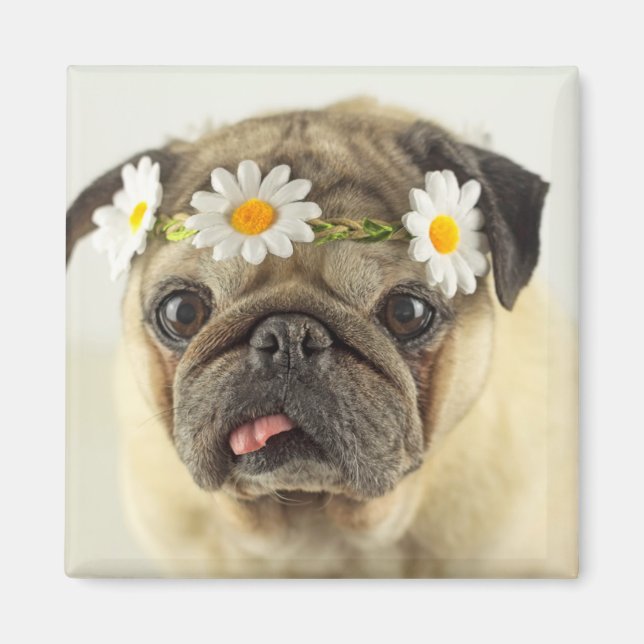 Íman Pug com Daisy Crown (Frente)