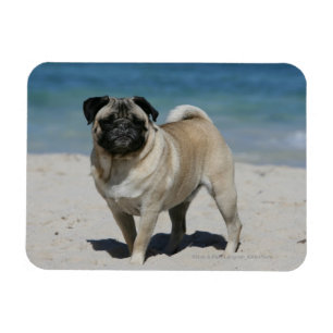 Íman Pug da jovem corça na praia