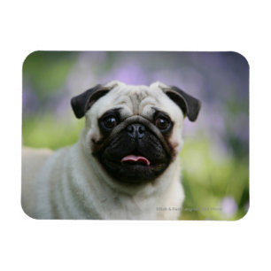 Íman Pug da jovem corça no alerta