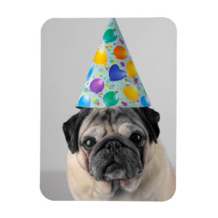Íman Pug de Partido