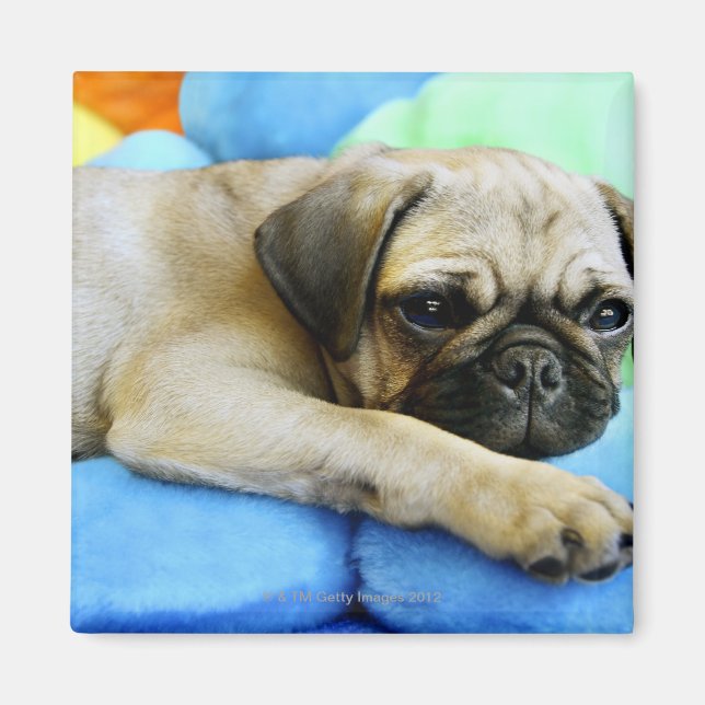 Íman Pug deitado em travesseiros (Frente)