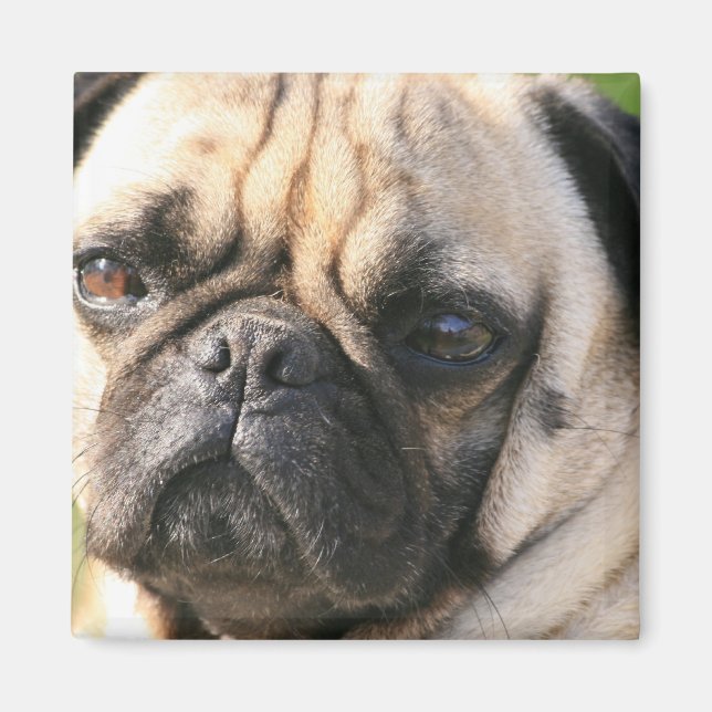 Íman Pug Dog Breed Magnet (Frente)