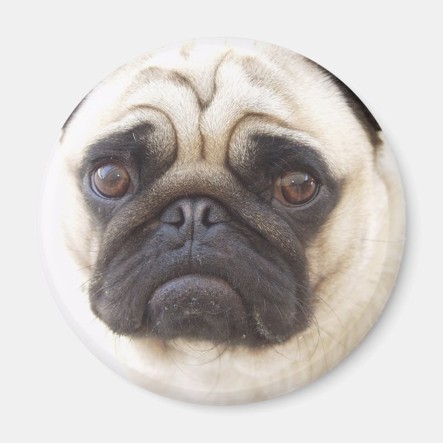 Íman Pug Dog Round Magnet (Frente)