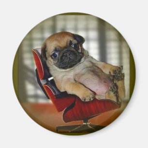 Íman Pug ele!