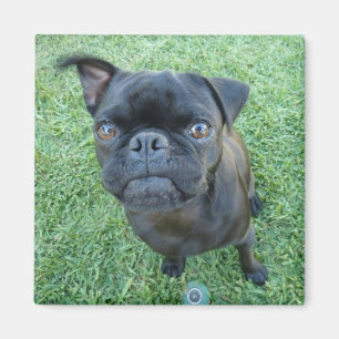 Íman Pug filhote de ímã