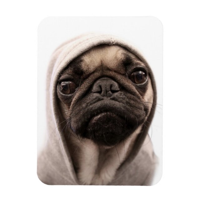 Íman Pug In A Hoodie (Vertical)