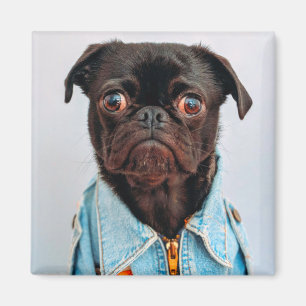 Íman Pug in Denim Jackey Cachorro Adorável