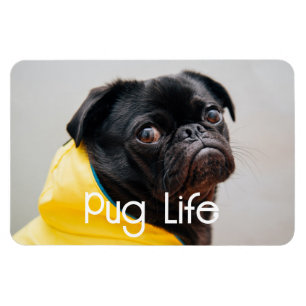 Íman "Pug Life" (Vida Útil) Imagem Fotográfica Totalmen